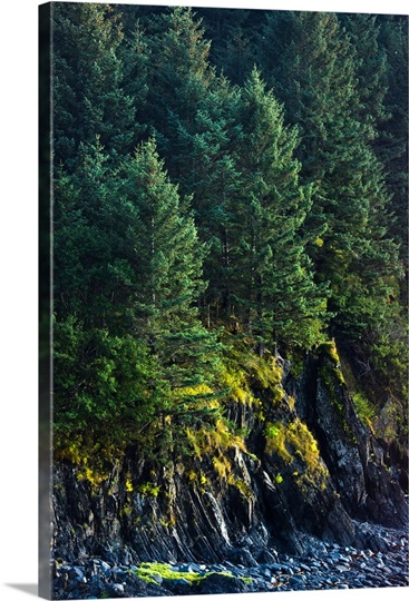 Spruce Tree forest, Chiniak Bay, Kodiak Island, Southwest Alaska, Fall