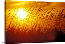 Sunset Grass