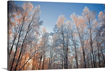 Sunset light shining through hoarfrost covered birch trees in Russian Jack Park