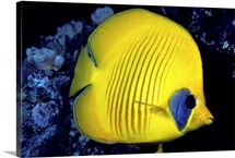 The Red Sea, Blue Cheeked Butterflyfish (Chaetodon Semilarvatus)