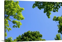 The Sky Through Trees