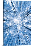 Tree top abstract of a snow covered Birch forest, winter, Anchorage, Alaska