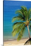Tropical Beach With Palm Tree and Beach Chairs