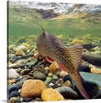 Underwater view of a rainbow trout swimming upstream in Montana Creek, Alaska