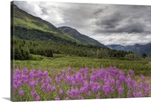 View of fireweed blooms in Turnagain Pass Kenai Peninsula