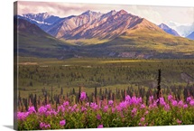 View of the Chugach Mountains with fireweed in the foreground along the Glenn Highway