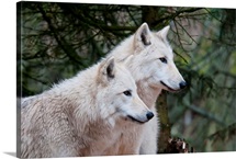 White wolf pair at the Woodland Park Zoo in Seattle, Washington