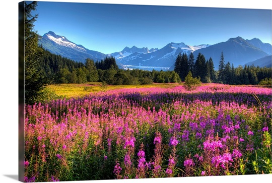 Wildflowers at Mendenhall