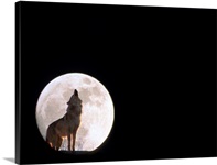 Wolf Howling With Full Moon