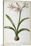 Amaryllis Vittata, from `Les Liliacees by Pierre Redoute