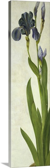 An Iris (w/c & gouache on paper)