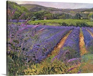 Buddleia and Lavender Field, Montclus, 1993 (oil on canvas)