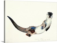 Curious Otter, 2003 (w/c on paper)
