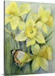 Delias Mysis (Union Jack) Butterfly on Daffodils