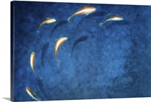 Goldfish Pool