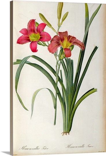 Hemerocallis fulva, from `Les Liliacees, 1805 (coloured engraving)