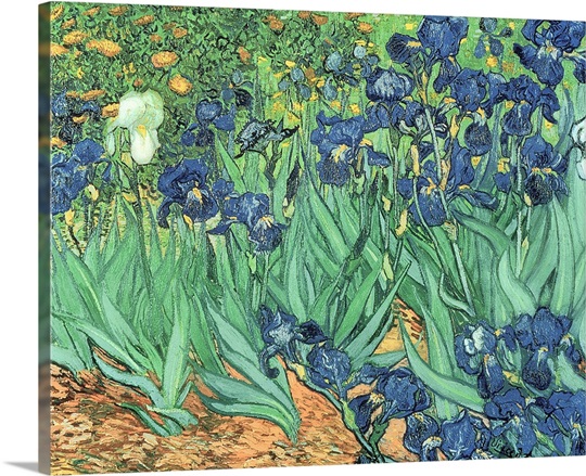 Irises, 1889 (oil on canvas)