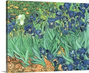 Irises, 1889 (oil on canvas)