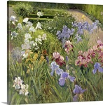 Irises at Bedfield (oil on canvas)