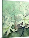 Lilies, white Auratum
