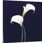 Lily (oil on canvas)