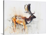 Magnificent Fallow Buck, 2006 (charcoal