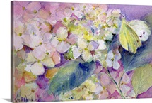 Pale Clouded Yellow Butterfly, Colias Hyale on Hydrangea