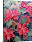 Poinsettia