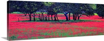 Red Shock, 1999 (oil on board)