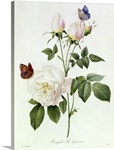 Rosa: Bengale the Hymenes, from Les Roses, 19th century (coloured engraving)