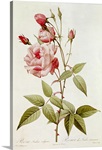 Rosa Indica Vulgaris, from Les Roses by Claude Antoine Thory