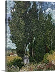 The cypresses, c.1889 90 (oil on canvas)