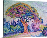 The Pine Tree at St. Tropez, 1909 (oil on canvas)