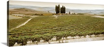 Tree Circle, Tuscany (oil on canvas)