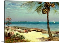 Tropical Coast