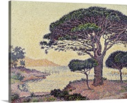 Umbrella Pines at Caroubiers, 1898 (oil on canvas)
