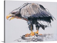 White tailed Sea Eagle, 2001 (charcoal