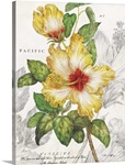 Yellow Hibiscus on White