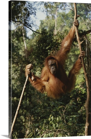 orangutan rehabilitation in sumatra essay As the largest sanctuary of sumatran orangutans, bukit lawang is one of the best places in the world to see orangutans in the semi-wild the bukit lawang orangutan rehabilitation centre was founded in 1973 by a swiss organization in order to preserve the decreasing number of orangutans due to hunting, trading, and deforestation. orangutan rehabilitation in sumatra essay As the largest sanctuary of sumatran orangutans, bukit lawang is one of the best places in the world to see orangutans in the semi-wild the bukit lawang orangutan rehabilitation centre was founded in 1973 by a swiss organization in order to preserve the decreasing number of orangutans due to hunting, trading, and deforestation.