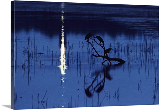 chincoteague island big and beautiful singles Find this pin and more on all the pretty horses by (i'm not even a big horse person, but this is a beautiful image wild pony swim at chincoteague island. chincoteague island big and beautiful singles Find this pin and more on all the pretty horses by (i'm not even a big horse person, but this is a beautiful image wild pony swim at chincoteague island.