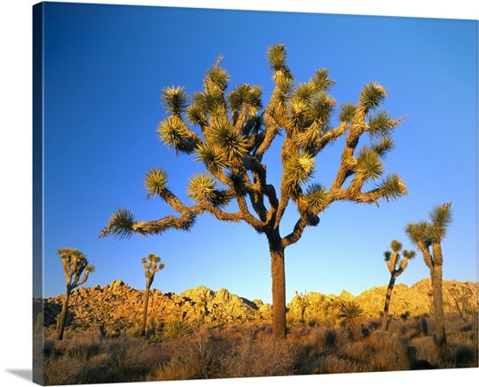 Joshua Tree National Park California Joshua Tree At Sunset Mojave