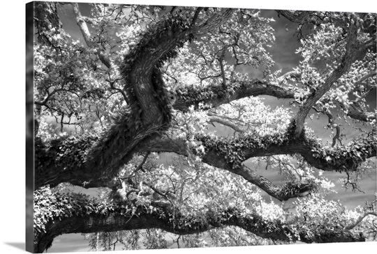 Coast Live Oak I