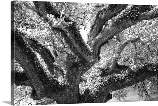 Coast Live Oak II