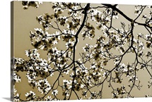 Dogwood II