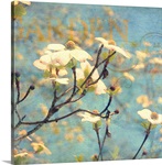 Dogwood II