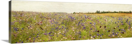 Field I mini
