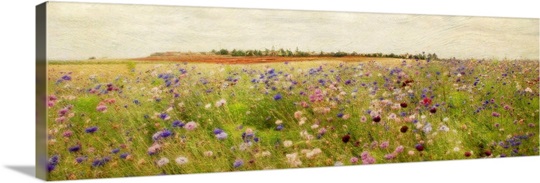 Field II mini