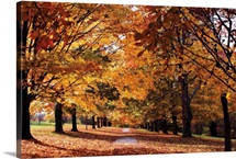 Maymont Maples II