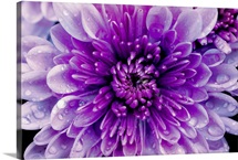 Purple Mum II