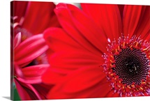 Red Gerbera Close-up